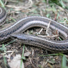 Lined snake