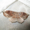 curve-toothed geometer