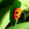 Adonis Ladybird
