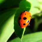 Adonis Ladybird