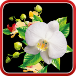 Cover Image of Download Orchids Wallpaper 1.0.4 APK