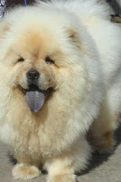 Chow Chow Puzzle poster 4