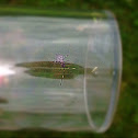 Helmeted Squash Bug nymph