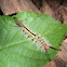 White-marked tussock moth 