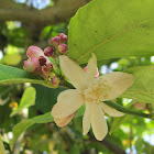 Lemon tree,Limoeiro