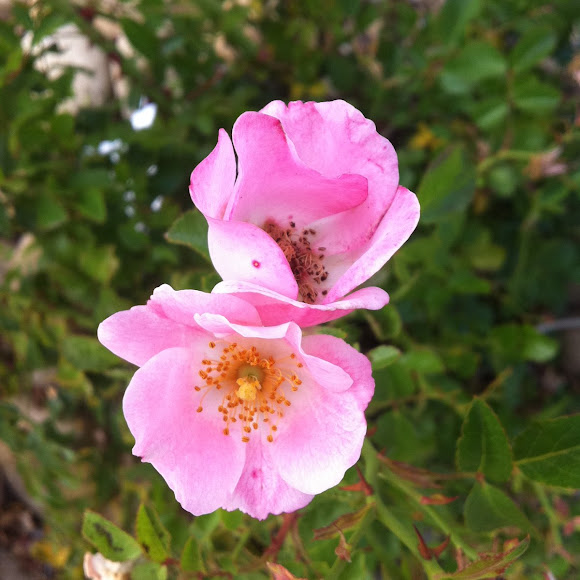 Wild rose Project Noah