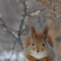 Red squirrel