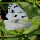 Checkered White Butterfly