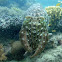 Broadclub Cuttlefish