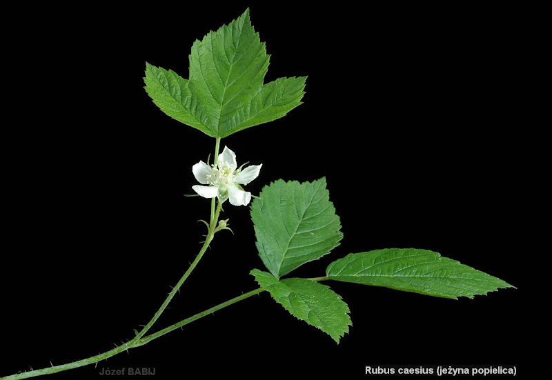 Rubus caesius - Jeżyna popielica 