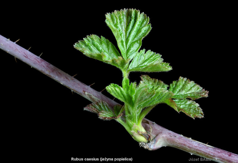 Rubus caesius - Jeżyna popielica 