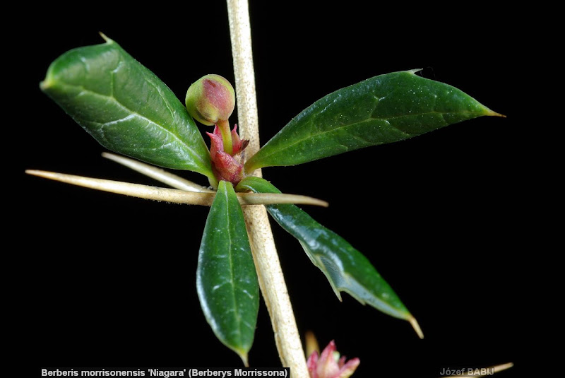 Berberis verruculosa leaf - Berberys gruczołowaty liść 