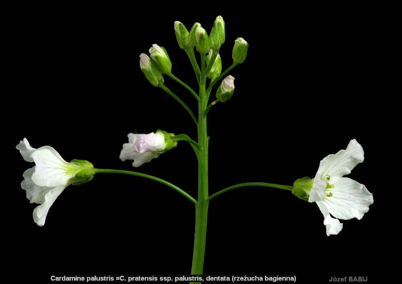 Cardamine palustris =C. pratensis ssp. palustris inflorescsnce - Rzeżucha bagienna kwiatostan 