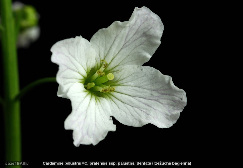 Cardamine palustris =C. pratensis ssp. palustris flower - Rzeżucha bagienna kawiat 