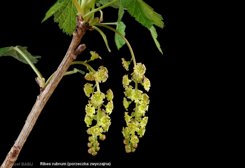 Ribes rubrum inflorescence - Porzeczka zwyczajna kwiatostan 