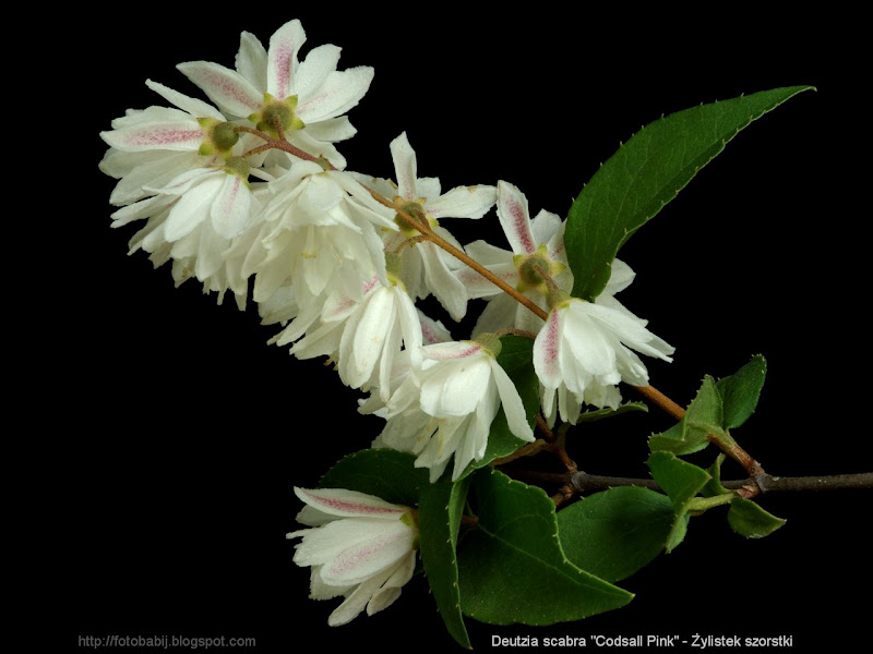Deutzia scabra 'Codsall Pink' inflorescence - Żylistek szorstki kwiatostan 