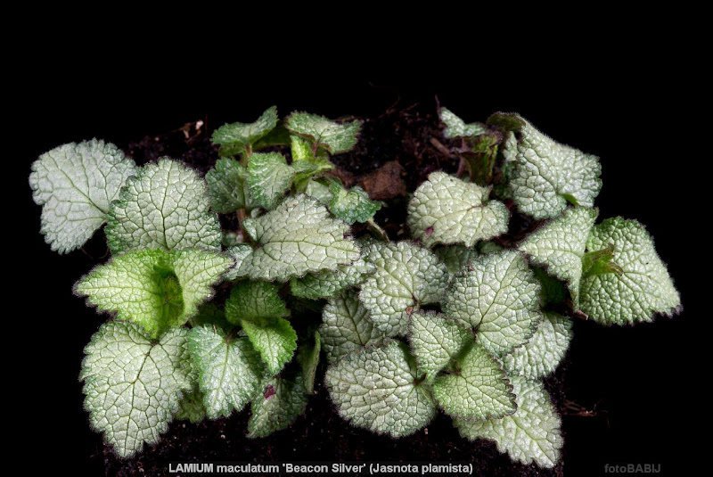 Lamium maculatum 'Beacon Silver' habit - Jasnota plamista 'Beacon Silver'pokrój 