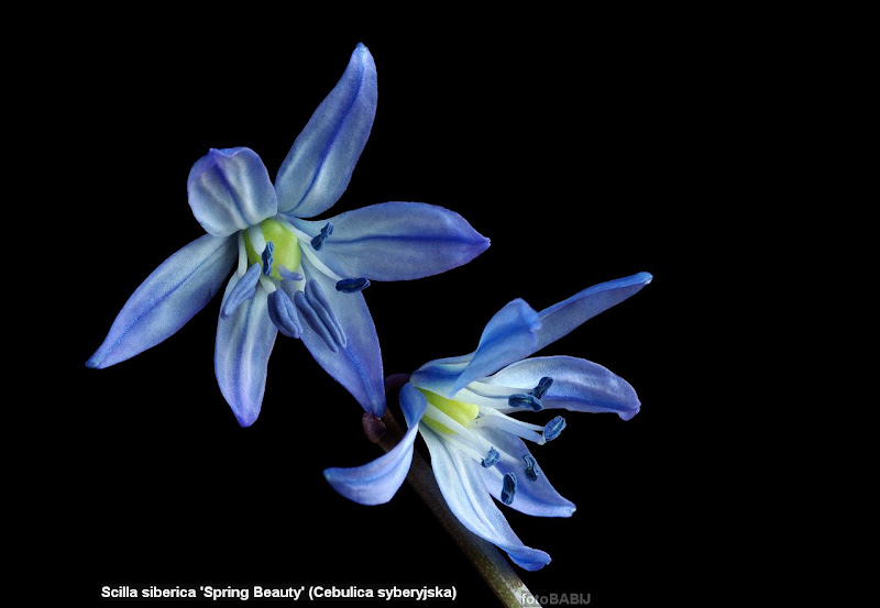 Scilla siberica 'Spring Beauty' flowers - Cebulica syberyjska  kwiaty 