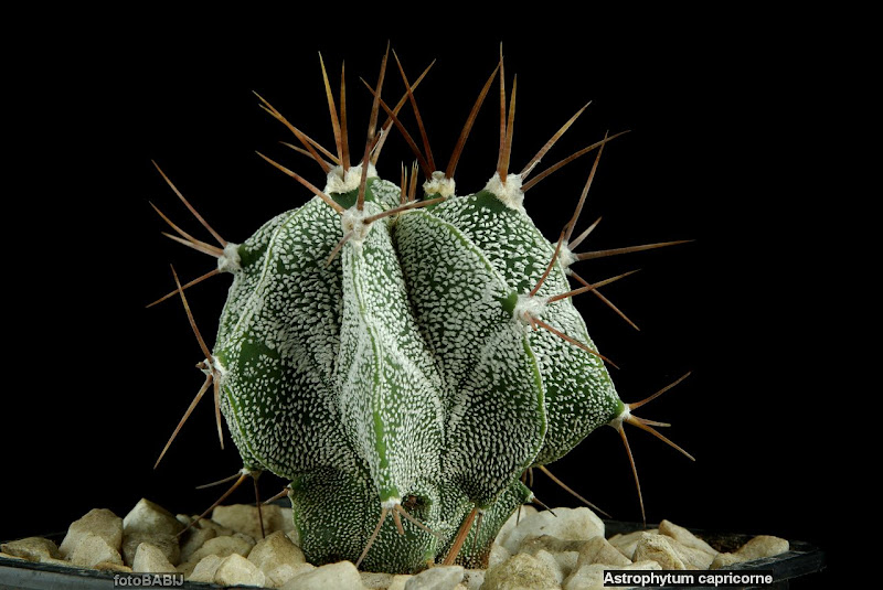 Astrophytum capricorne habit - Kaktus pokrój 