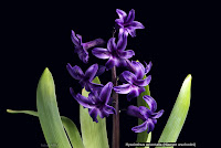 Hyacinthus orientalis - Hiacynt wschodni