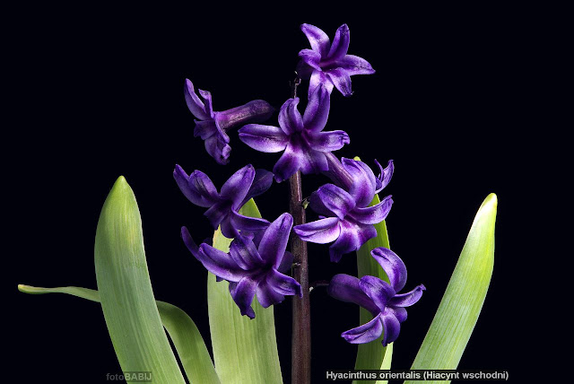 Hyacinthus orientalis - Hiacynt wschodni