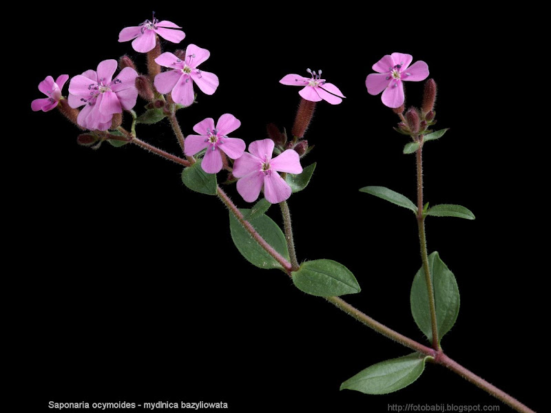 Saponaria ocymoides inflorescence - Mydlnica bazyliowata kwiatostan