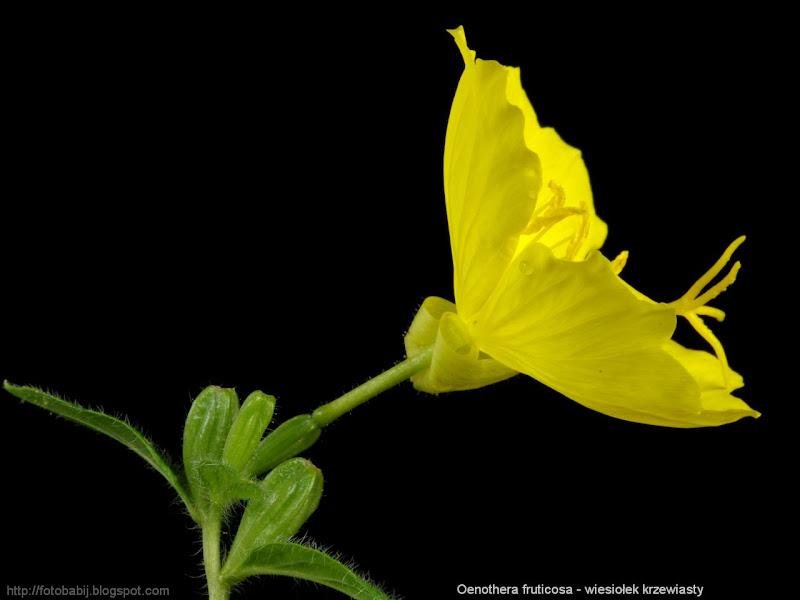 Oenothera fruticosa flower - Wiesiołek krzewiasty kwiat 