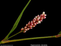Polygonum persicaria flowers - Rdest plamisty kwiatostan