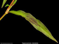 Polygonum persicaria leaf - Rdest plamisty liść