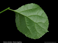 Celastrus orbiculatus leaf - Dławisz okrągłolistny liść od spodu
