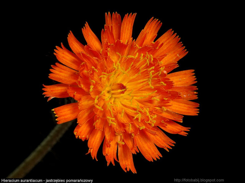 Hieracium aurantiacum flower - Jastrzębiec pomarańczowy kwiat 