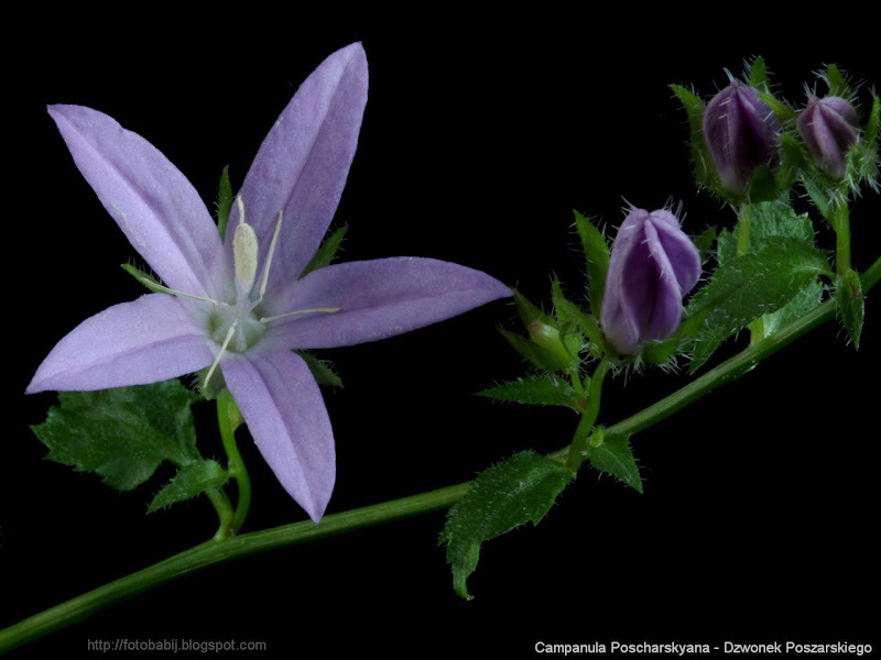 Campanula Poscharskyana flower - Dzwonek Poszarskiego kwiat