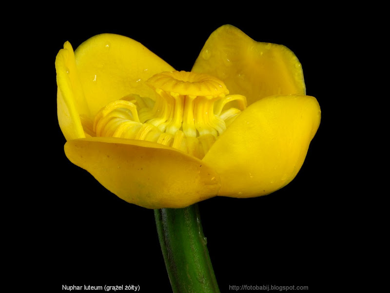 Nuphar luteum flower - Grążel żółty kwiat