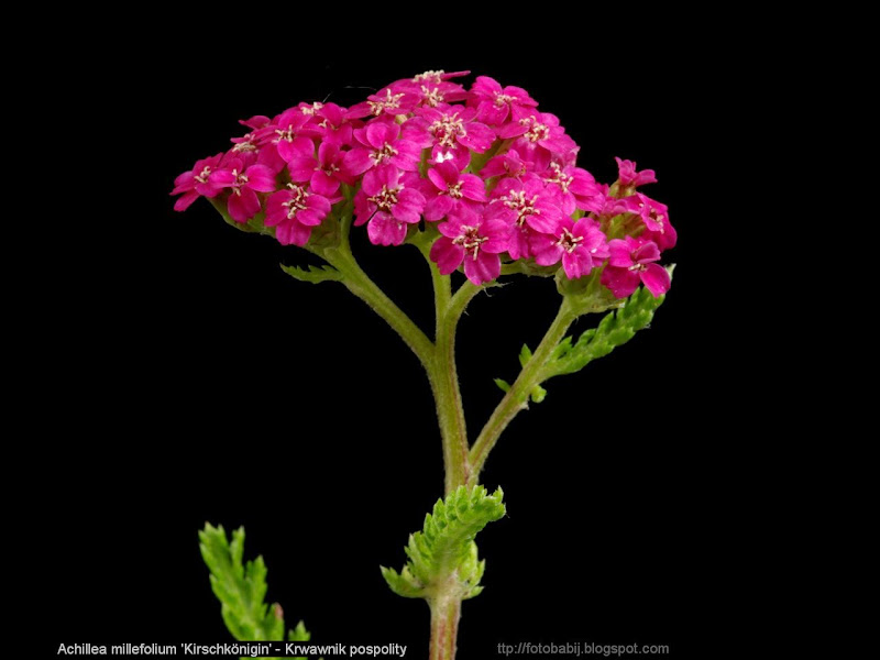 Achillea millefolium 'Kirschkönigin' flowers - Krwawnik pospolity 'Kirschkönigin' kwiaty