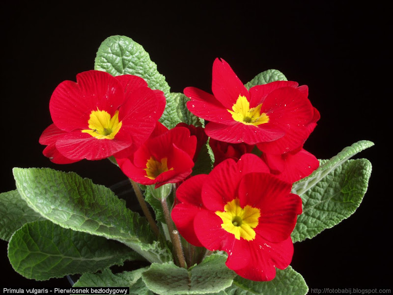 Primula vulgaris flowers - Pierwiosnek bezłodygowy odmiana ogrodowa kwiaty