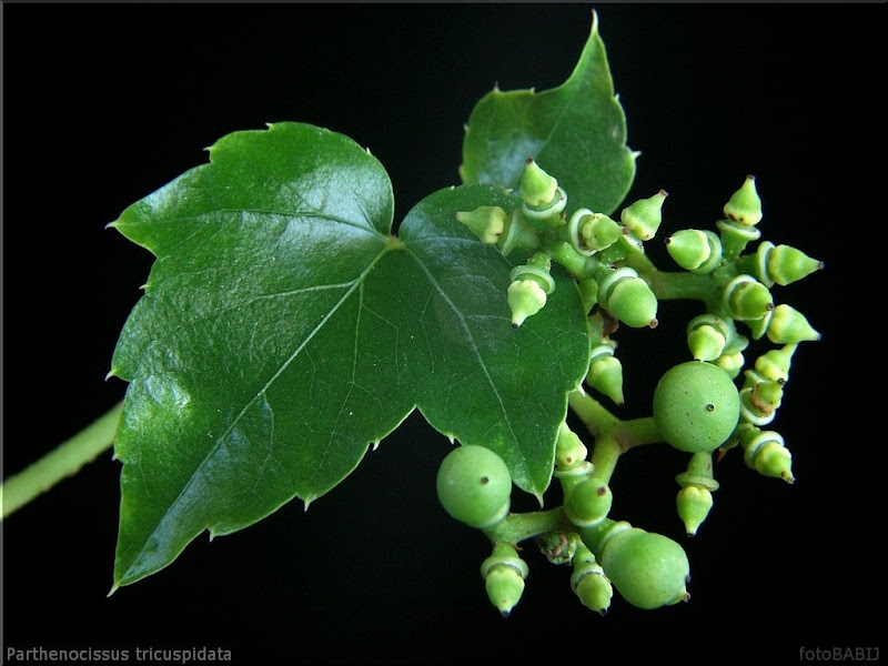 Parthenocissus tricuspidata young fruit - Winobluszcz trójklapowy niedojrzałe owoce