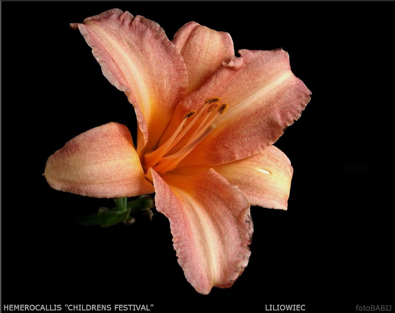 Hemerocallis 'Children's Festival' - Liliowiec ogrodowy 'Children's Festival' 
