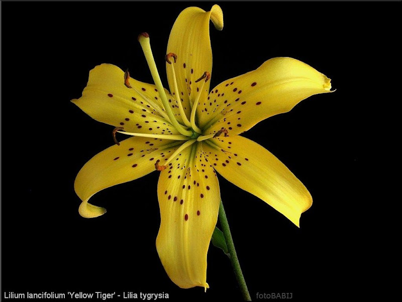 Lilium lancifolium 'Yellow Tiger' - Lilia tygrysia 'Yellow Tiger'