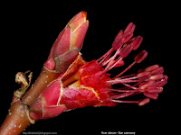 Acer rubrum male flower - Klon czerwony kwiat męski