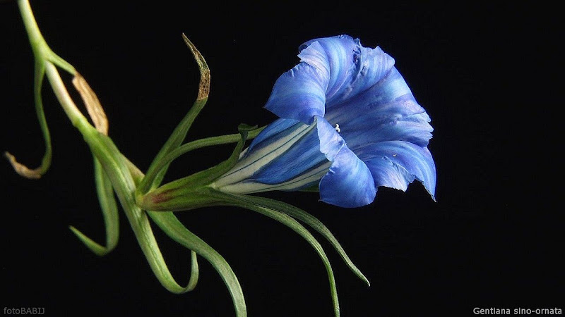 Gentiana sino-ornata flower - Goryczka chińska kwiat