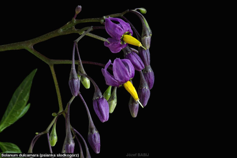 Solanum dulcamara inflorescence - Psianka słodkogórz kwiatostan