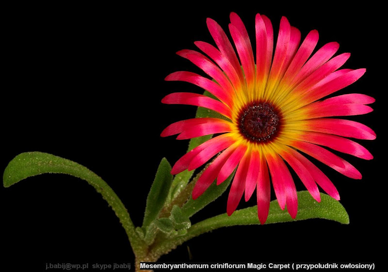 Mesembryanthemum criniflorum 'Magic Carpet' - Przypołudnik owłosiony 'Magic Carpet' 