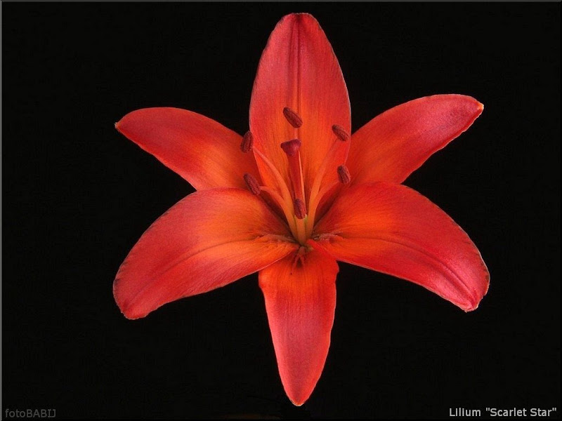 Lilium 'Scarlet Star' - Lilia 'Scarlet Star' 