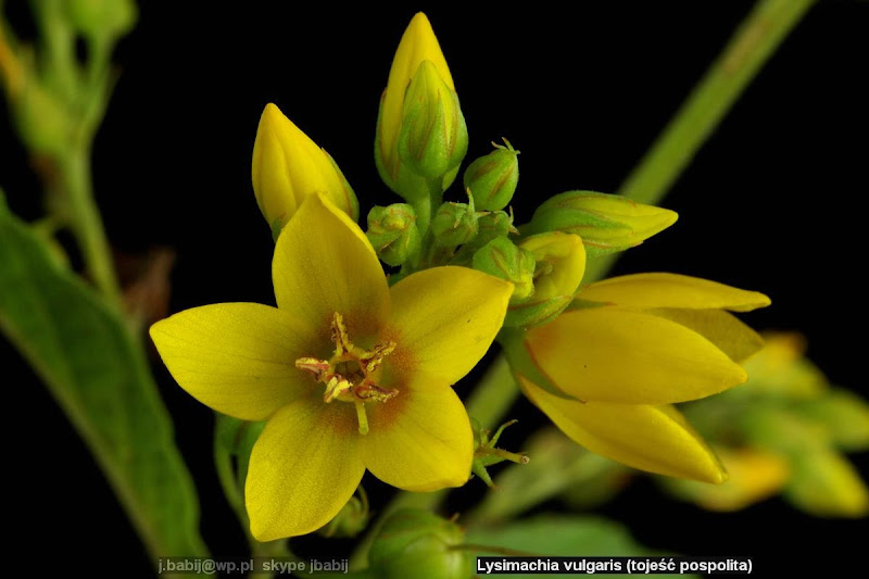 Lysimachia vulgaris flower - Tojeść pospolita kwiat