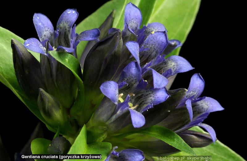 Gentiana cruciata flowers - Goryczka krzyżowa kwiaty