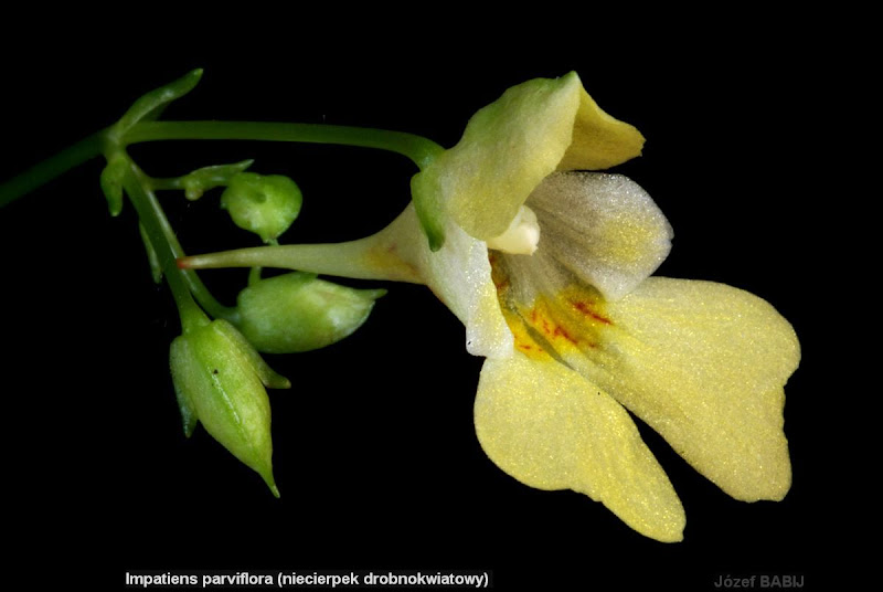 Impatiens parviflora flower - Niecierpek drobnokwiatowy kwiat