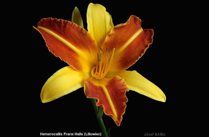 Hemerocallis 'Frans Halls' - Liliowiec 'Frans Halls' 