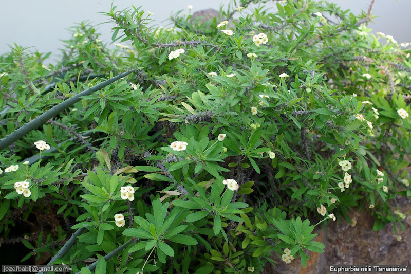 Euphorbia milii ’Tananarive’ habit - Wilczomlecz lśniący ’Tananarive’ pokrój