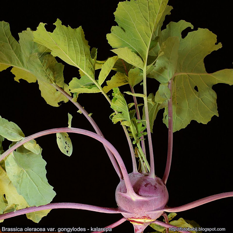 Brassica oleracea var. gongylodes Growth Habit   - Kalarepa pokrój 