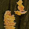 Chicken Mushroom (Laetiporus sulphureus)
